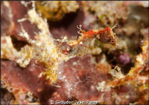 Small Pontohi sea horse by Giroudon Jean-Pierre 